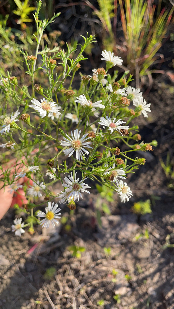 Hairy White Oldfield Aster In June 2023 By Trose3 INaturalist