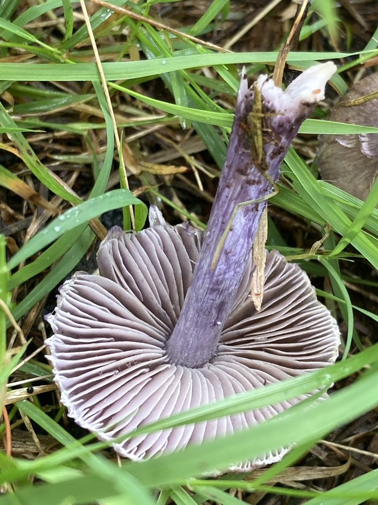 Common Gilled Mushrooms And Allies From North Island Kerikeri