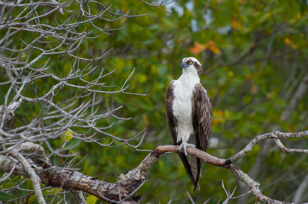 North American Osprey From Monroe County Fl Usa On April At