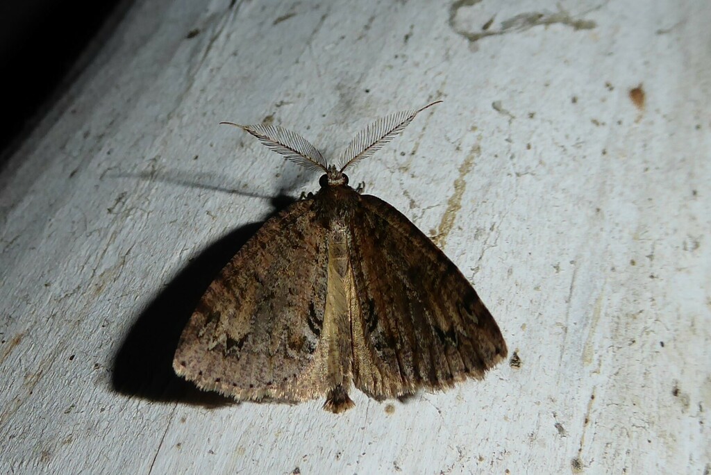 Common Forest Looper From Waikouaiti New Zealand On June At