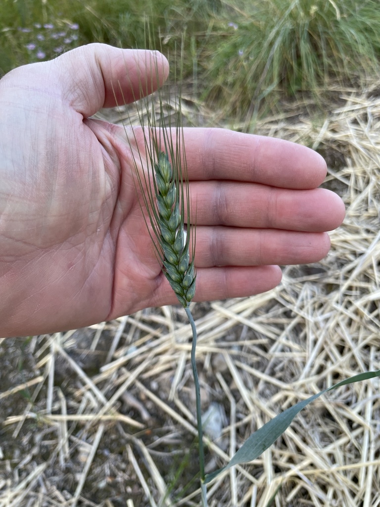 Bread Wheat In June 2023 By Loring Cox INaturalist