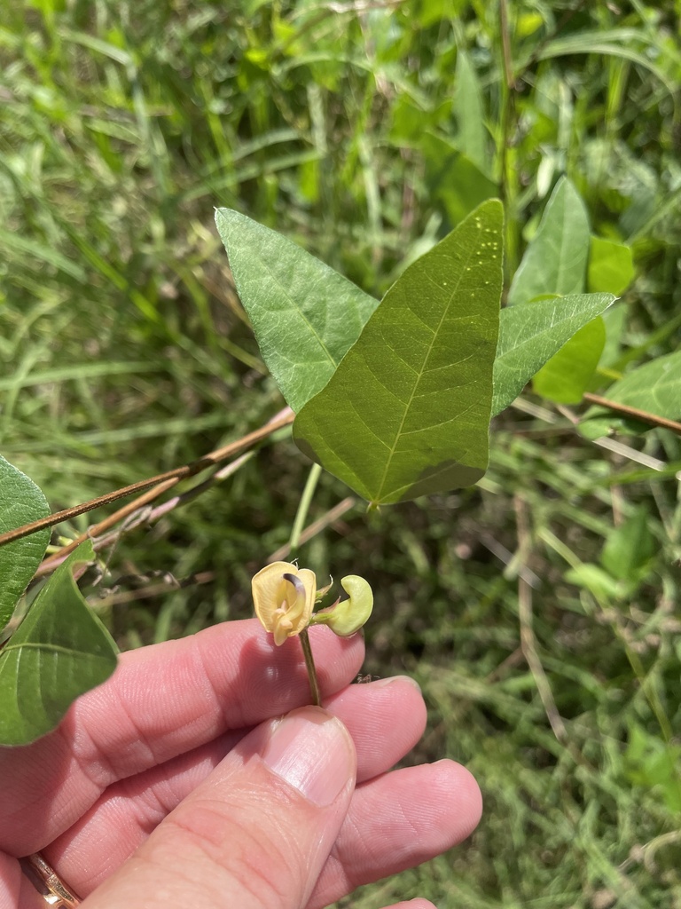 Trailing Fuzzy Bean From Alameda Ave Duncanville Tx Us On June