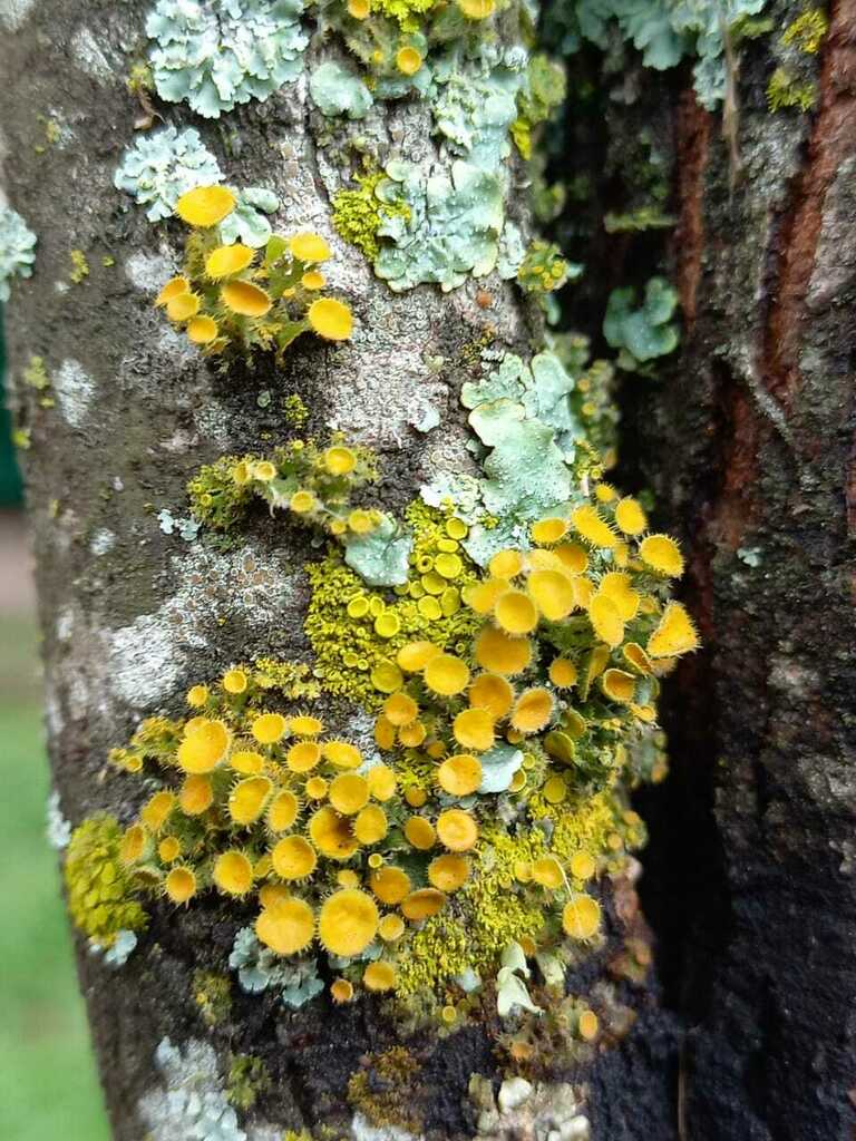 Golden Eye Lichen From Trapiche San Luis Argentina On January