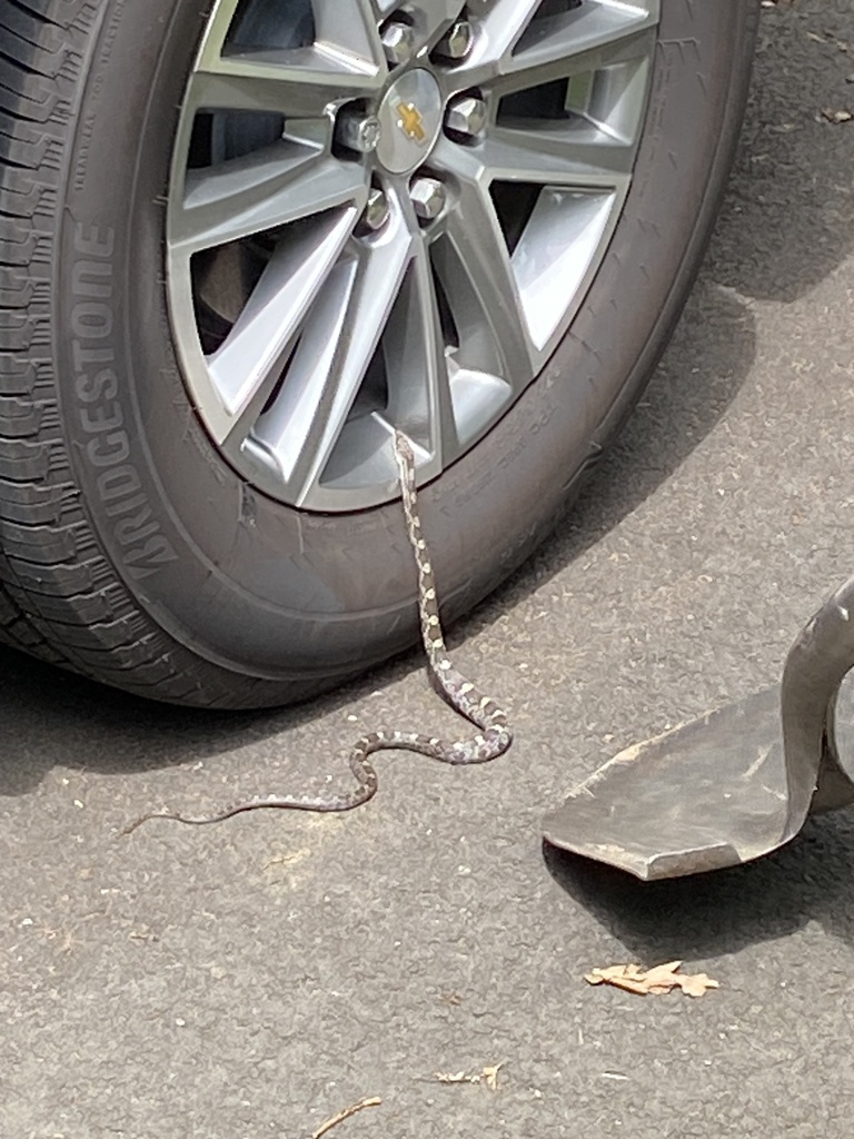 Eastern Gray Ratsnake Complex From Dartmouth Dr Alexandria VA US On