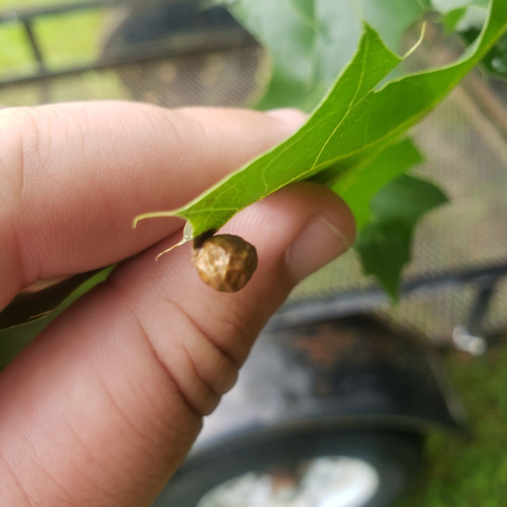 Small Oak Apple Gall Wasp From Woodcock Township Pa Usa On June