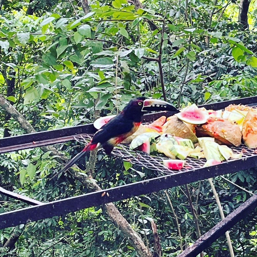 Collared Aracari From Chial Road San Ignacio Belize On June 26 2023