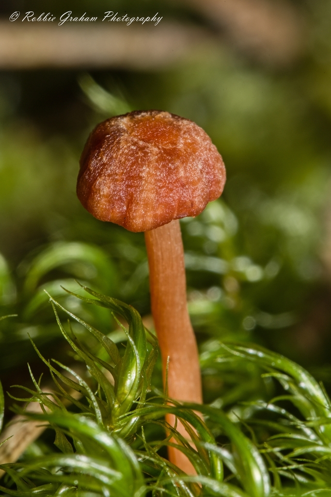 Common Gilled Mushrooms And Allies From Hatepe New Zealand On June 26