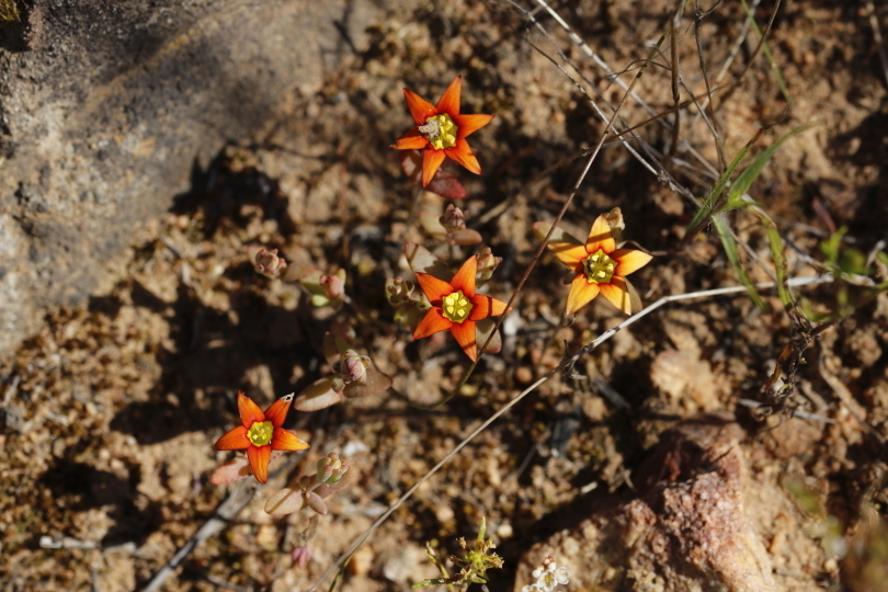 Gold Stonecrop From West Coast District Municipality South Africa On