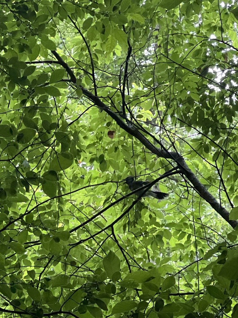 Blue Jay From Caleb Smith State Park Preserve Smithtown NY US On