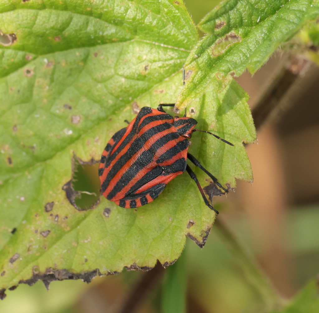 Continental Striped Shield Bug From Oudalle France On June At