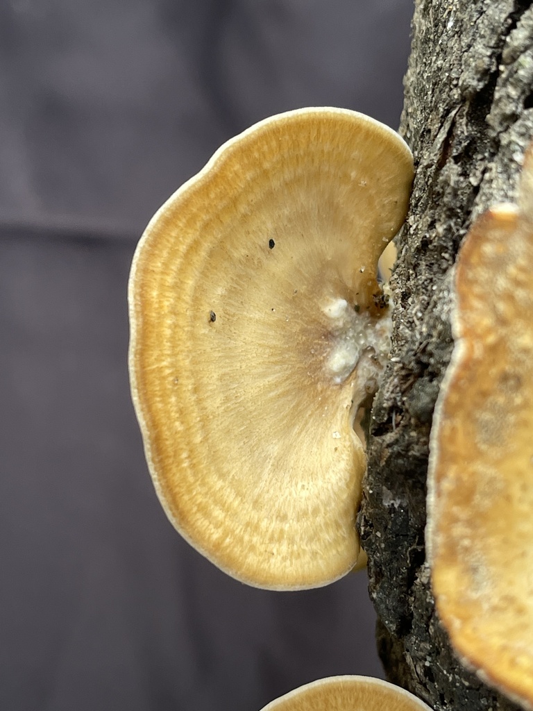 Honeycomb Fungi From Pathari Pathari Shanishchare Nepal On June