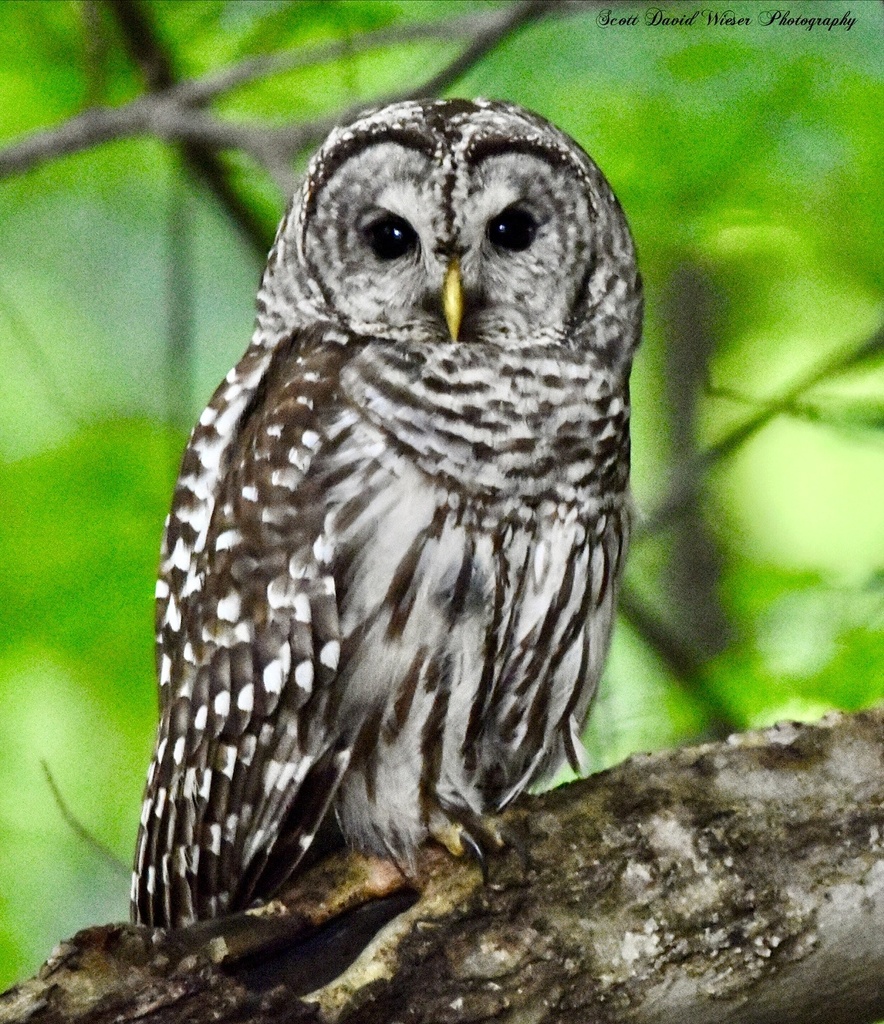 Barred Owl From Reinstein Woods Nature Preserve Depew NY US On June