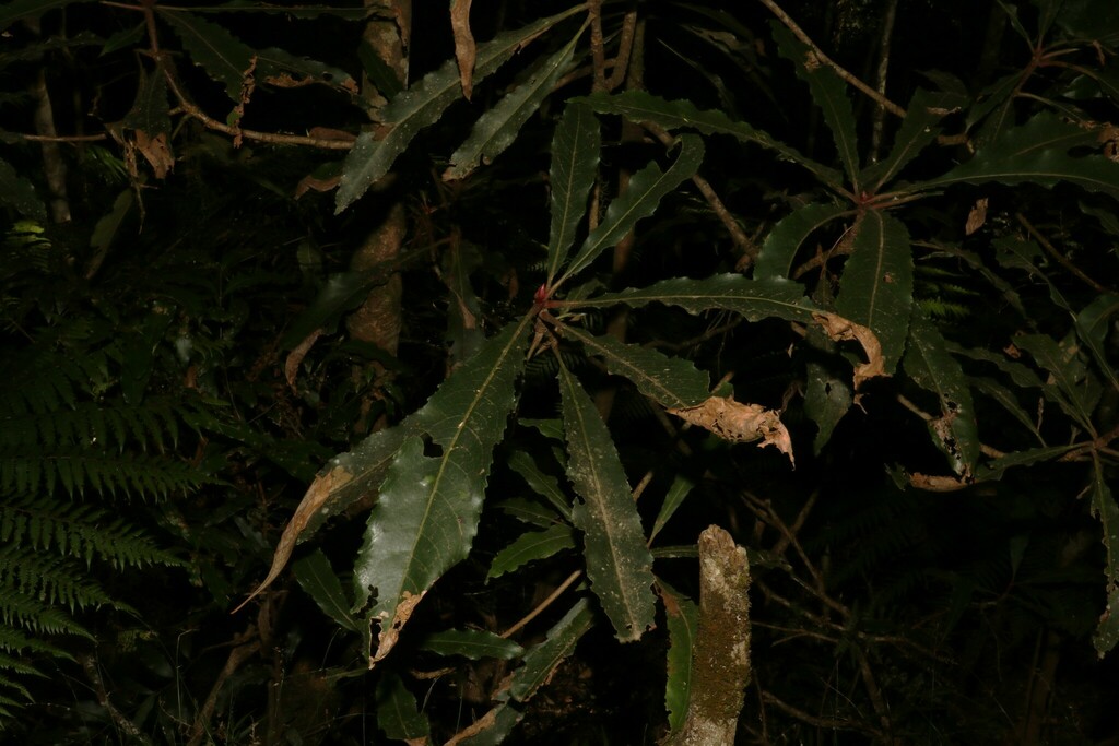 Macleay Laurel From Border Ranges Nsw Australia On June