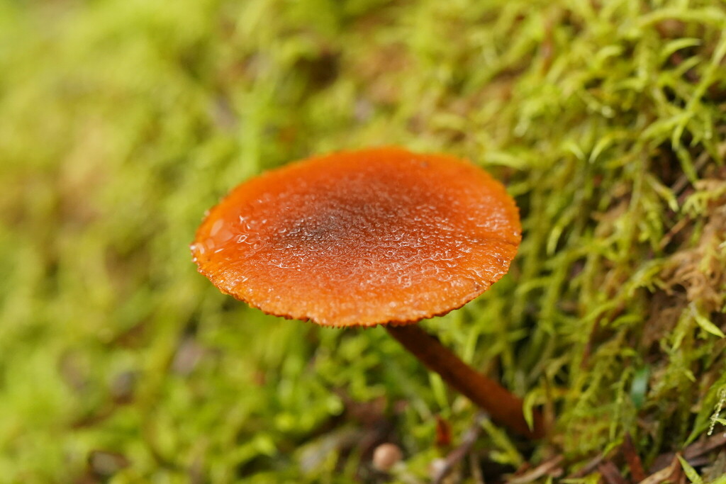 Gymnopilus Ferruginosus From Gruyere Vic Australia On June