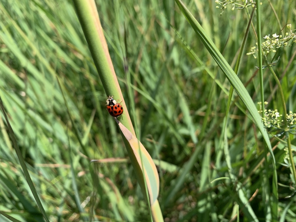 Asian Lady Beetle From Kirchdorf An Der Amper Bayern DE On June 29