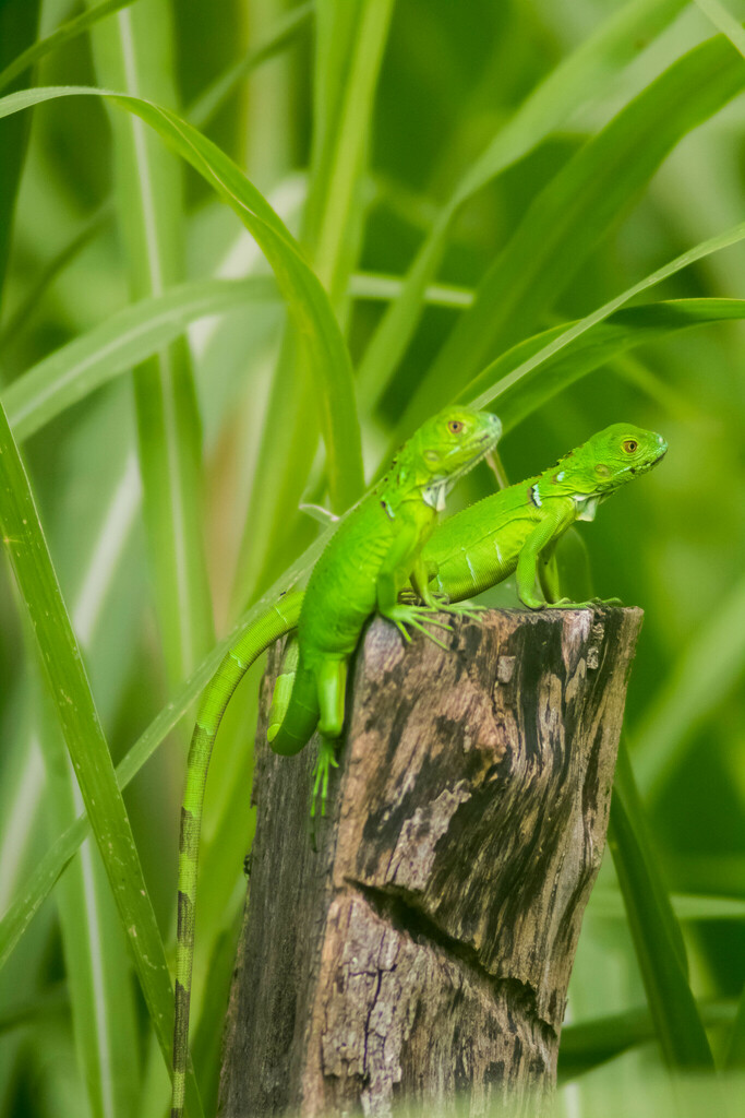 Green Iguana from El Bosque de la Lomita 29960 Palenque Chis México