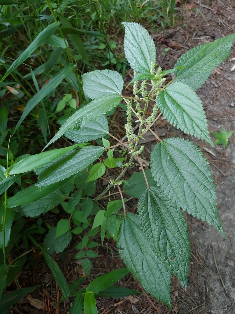 False Nettle From Dekalb County Ga Usa On June At Am