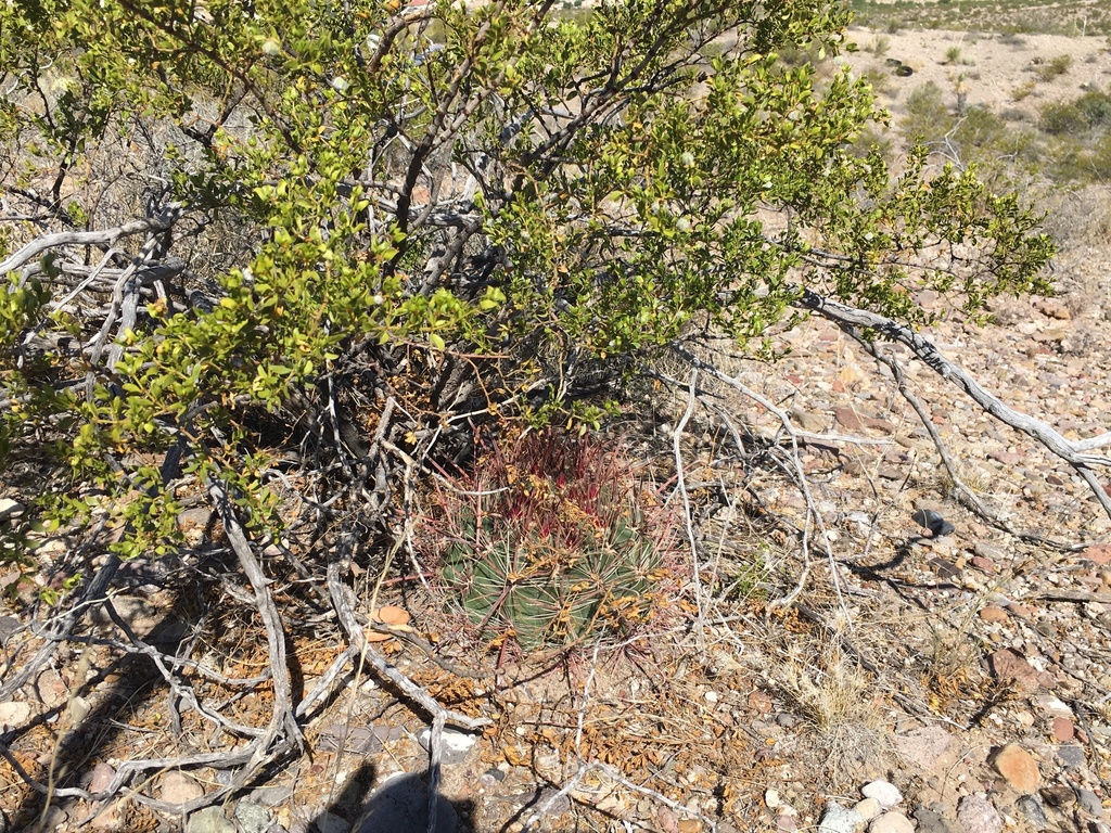 Fishhook Barrel Cactus In May By James Michael Scott Inaturalist