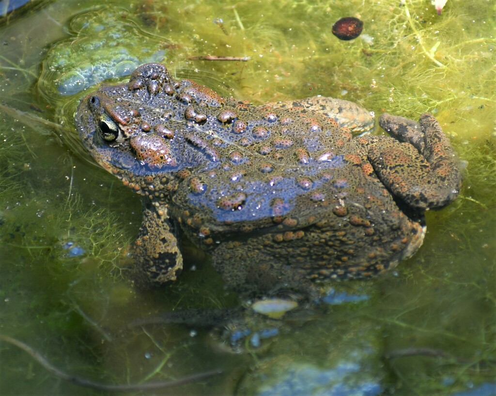 Western Toad From Boise State University District Boise ID USA On