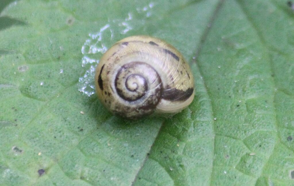 Helicoidea From Dudmaston Shropshire UK On 01 July 2023 At 10 21 AM