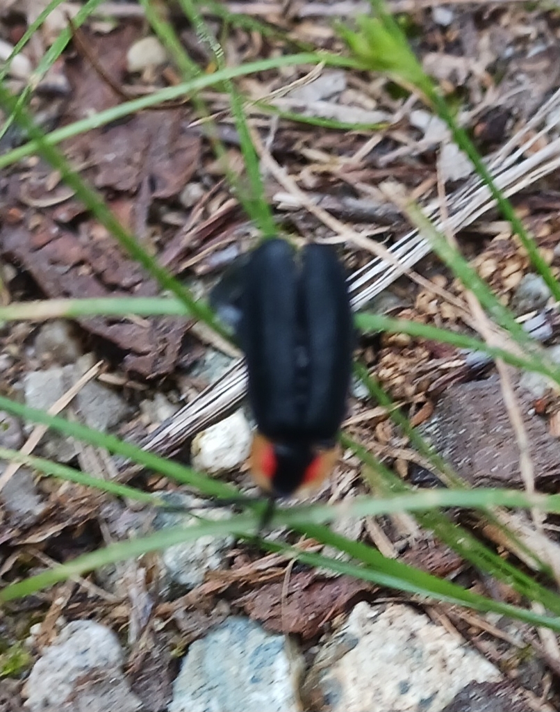 Black Firefly From Sharon Massachusetts Tats Unis On July