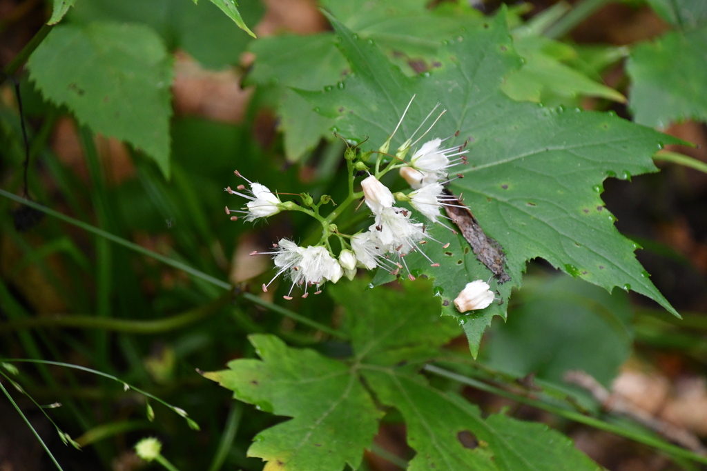 Broad Leaf Waterleaf From Randolph County Wv Usa On July At