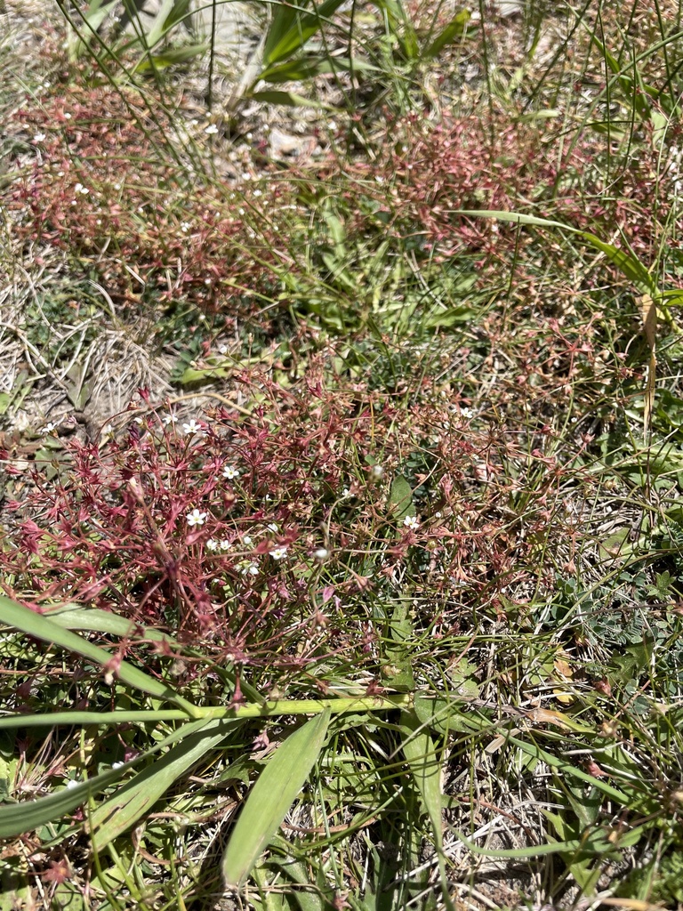 Pygmy Flower Rock Jasmine From White River National Forest