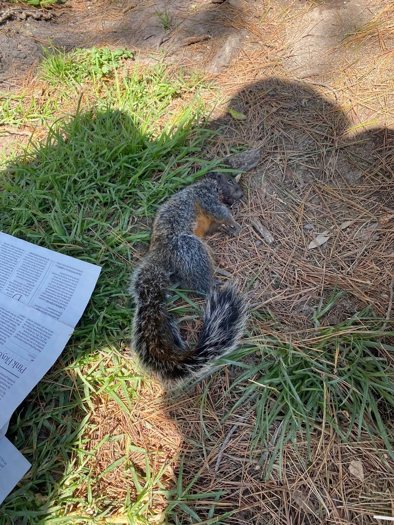 Red Bellied Squirrel From Parque Nacional Molino De Flores On April