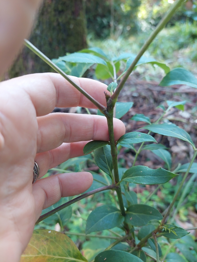 Elderberry Panax From Beecroft Nsw Australia On July At