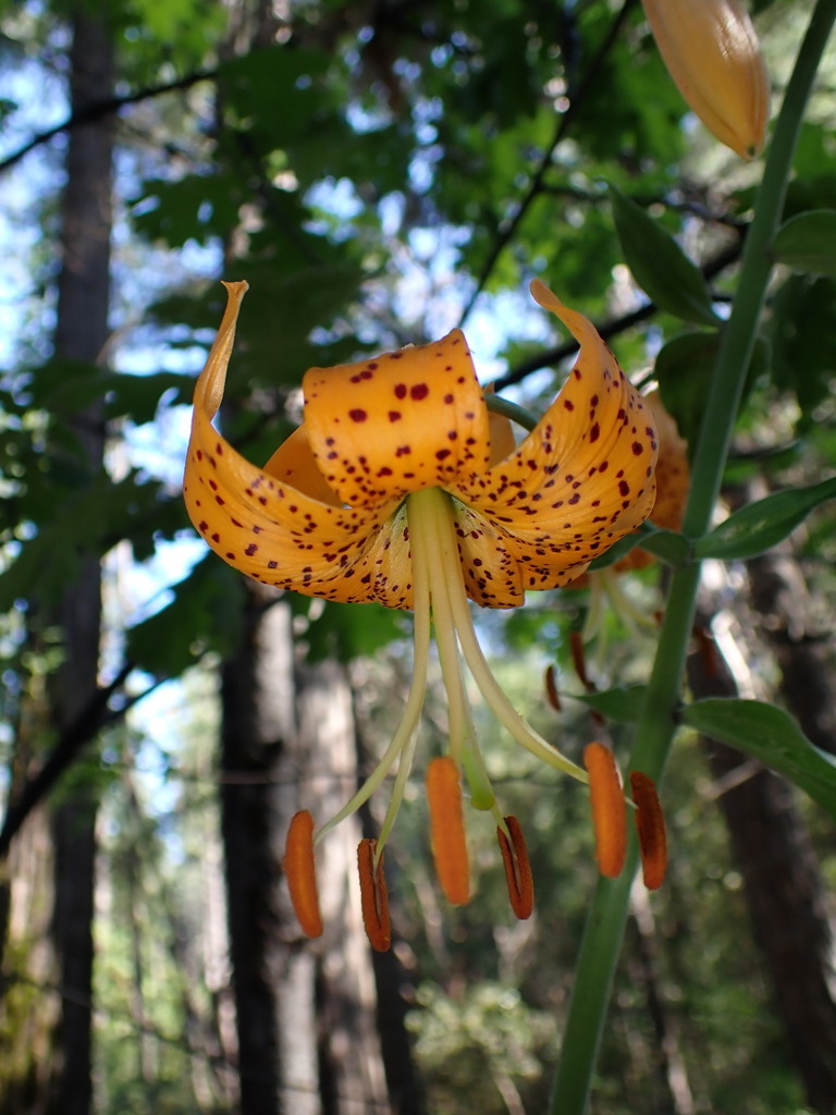 Humboldt Lily In June By Cricket Raspet Inaturalist