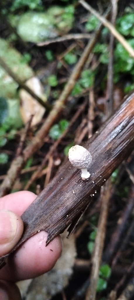 Common Gilled Mushrooms And Allies From Waihi 3610 New Zealand On July