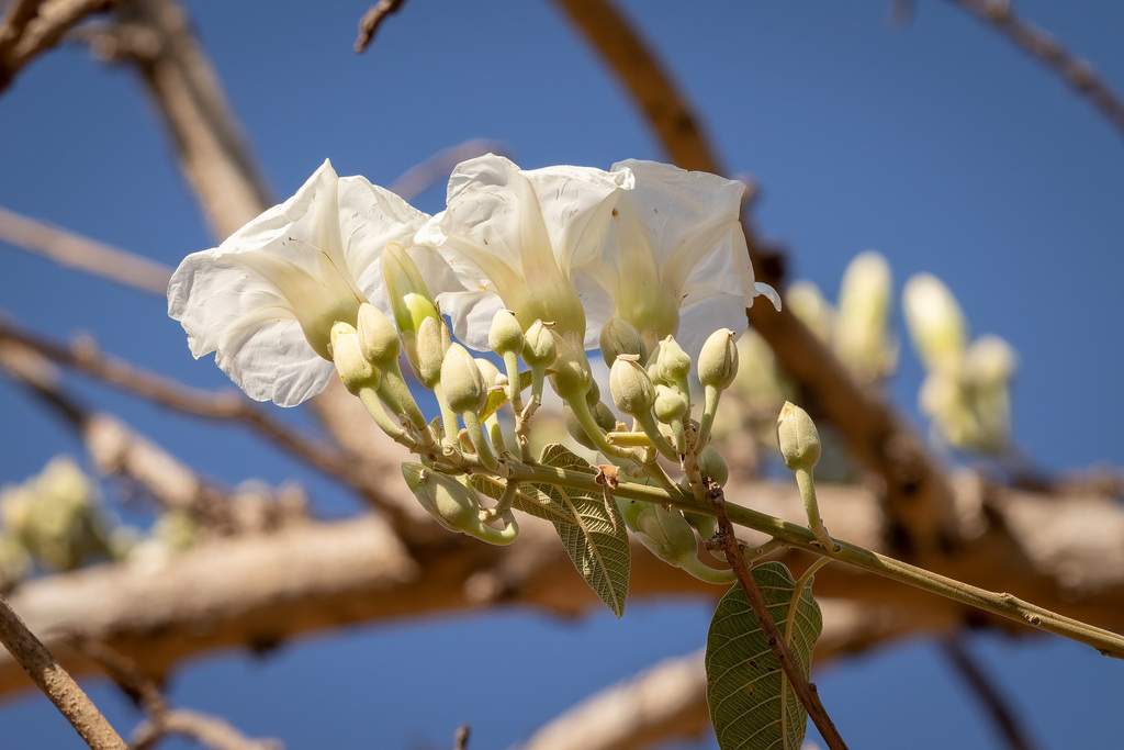 Ipomoea Arborescens From Rancho Tierra Colorada On January 26 2023 At