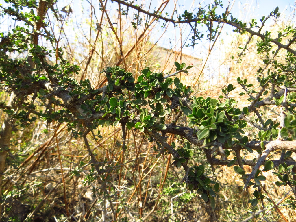 Spiny Hackberry From Casa De Cactus San Mart N Col N Quer Taro On