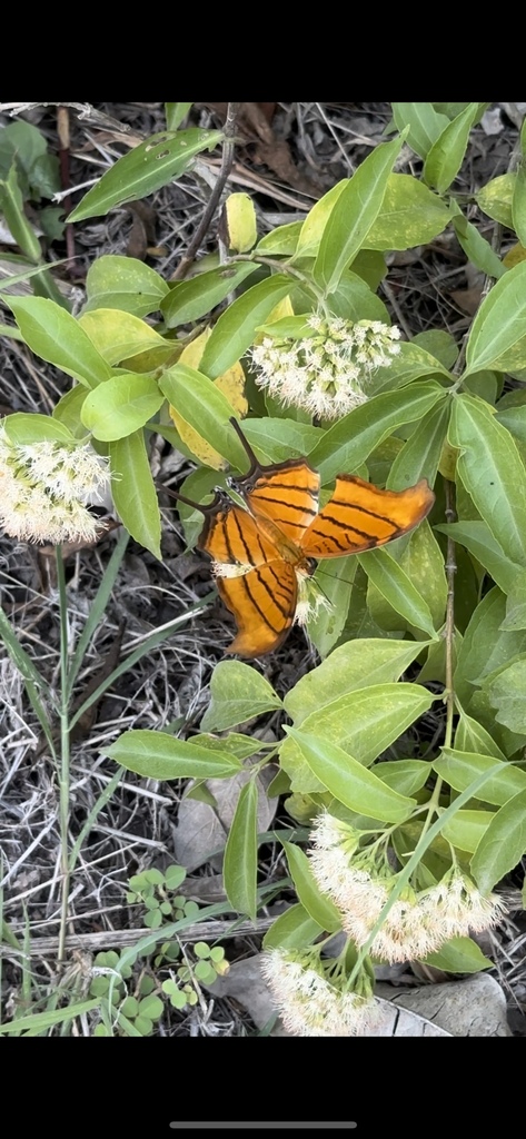 Mariposa Alas De Daga Naranja Desde Parque Nacional Tulum Tulum