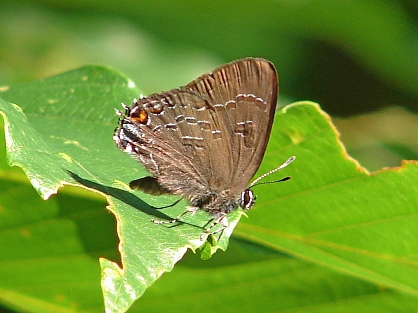 Banded Hairstreak From 200 Nevada Ave Staten Island NY 10314 USA On