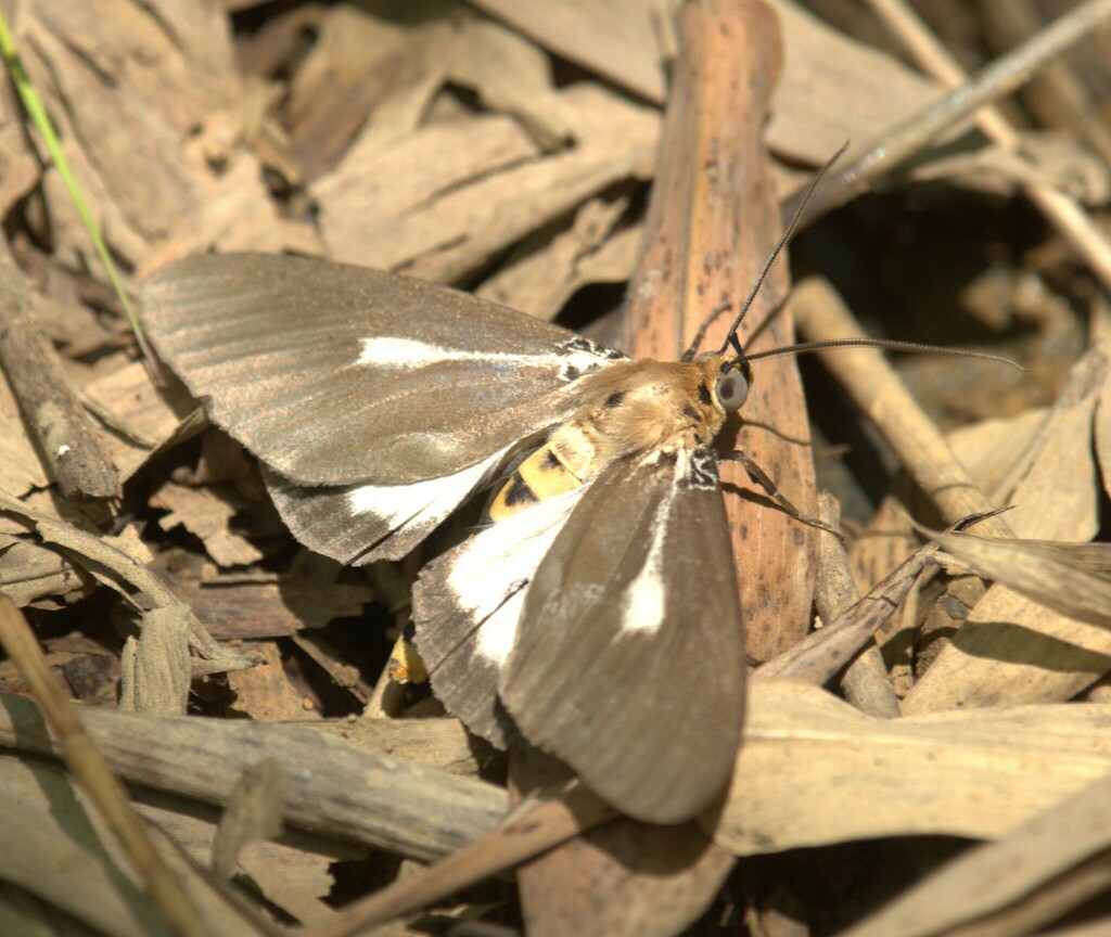 Asota Heliconia Zebrina From Yilan TW TA TW On July 3 2023 At 09 59