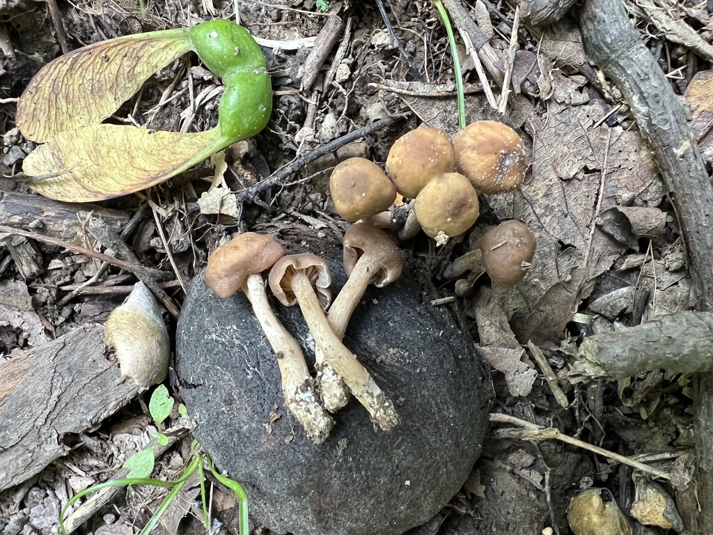 Common Gilled Mushrooms And Allies From Nineveh In Us On July