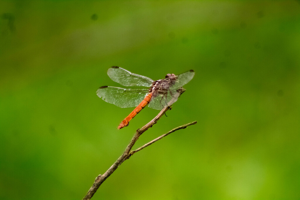 Roseate Skimmer From Nueva Esperanza Palenque Chis M Xico On