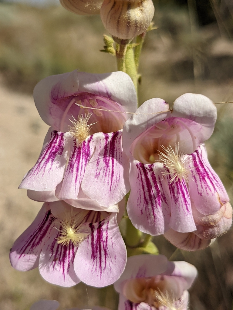 Palmer S Penstemon From White Pine County NV USA On July 4 2023 At