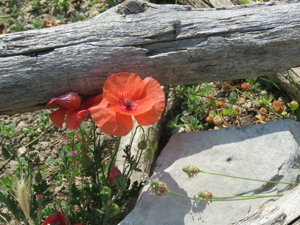 Common Poppy From Province Of Salerno Italy On June 30 2023 At 12 01