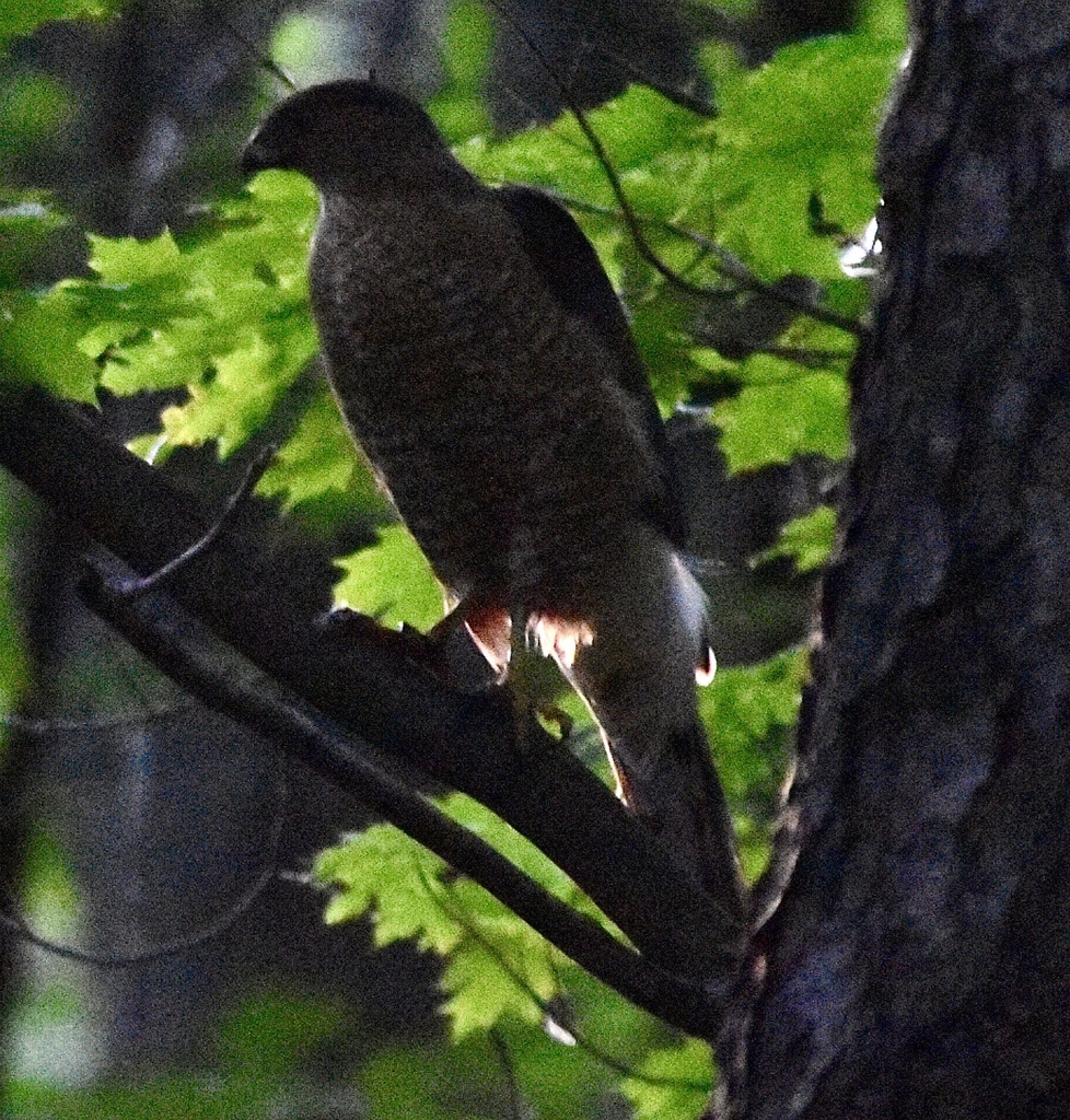 Cooper S Hawk From Reinstein Woods Nature Preserve Depew NY US On