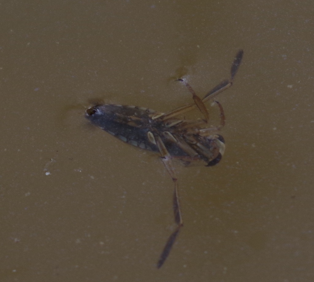 Milky Backswimmers From R Desheim Am Rhein Germany On July