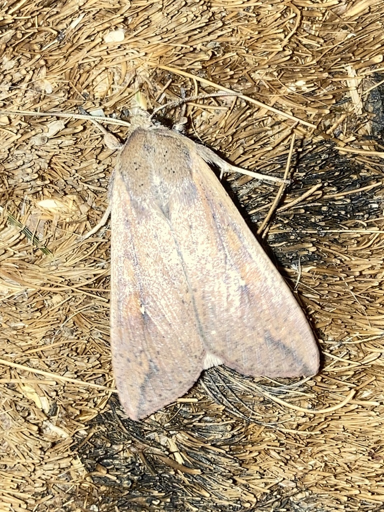 White Speck Moth From Preston County WV USA On July 3 2023 At 11 59