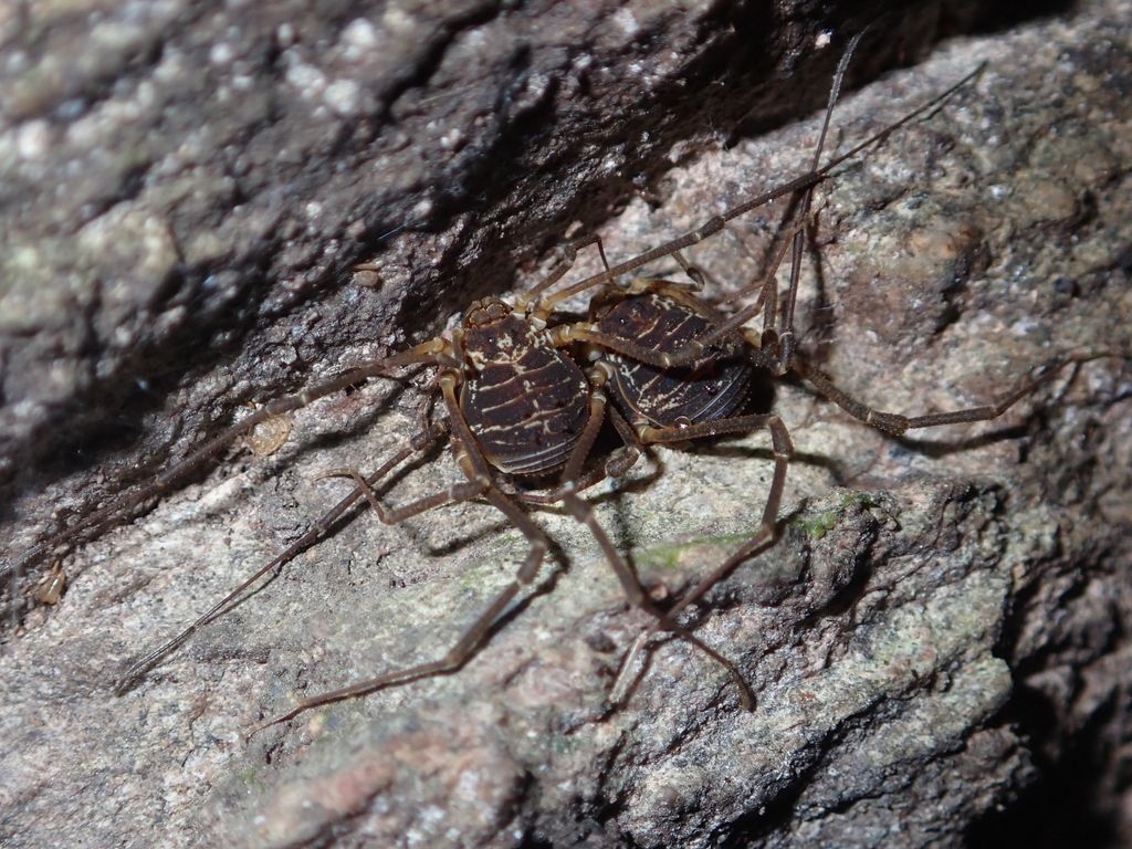 Harvestmen From Great Cinnamon Bay St John Usvi On June