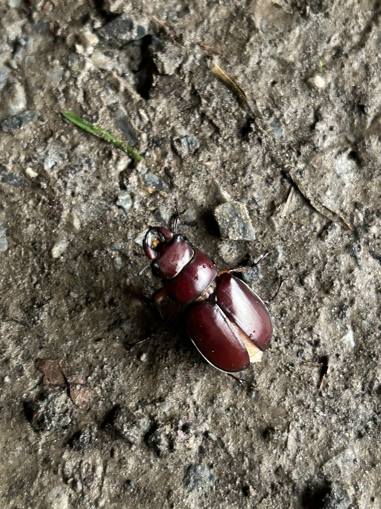 Reddish Brown Stag Beetle From Cheyney Rd Glen Mills PA US On July 5