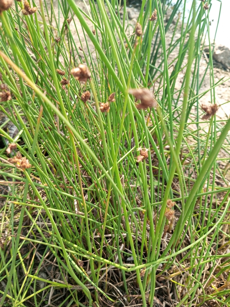 Grasses Sedges Cattails And Allies From On