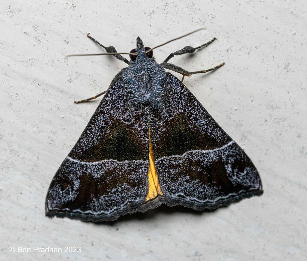 Hypenine Snout Moths From Darjeeling Town Gandhi Road Darjeeling