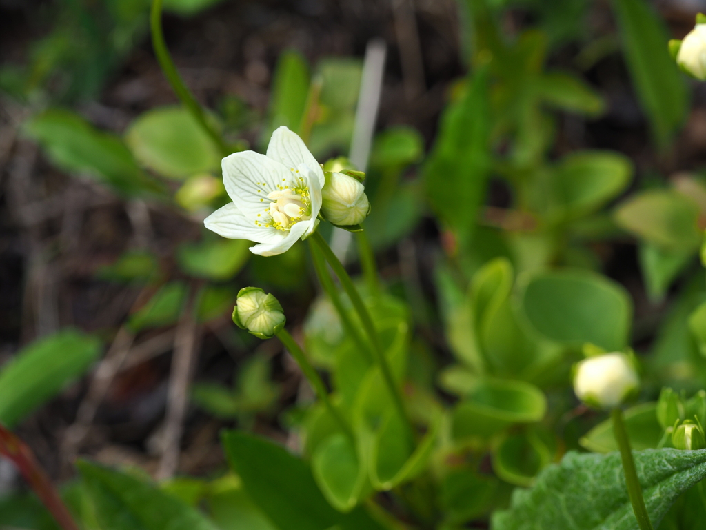 marsh grass of Parnassus from Печенгский р н Мурманская обл Россия