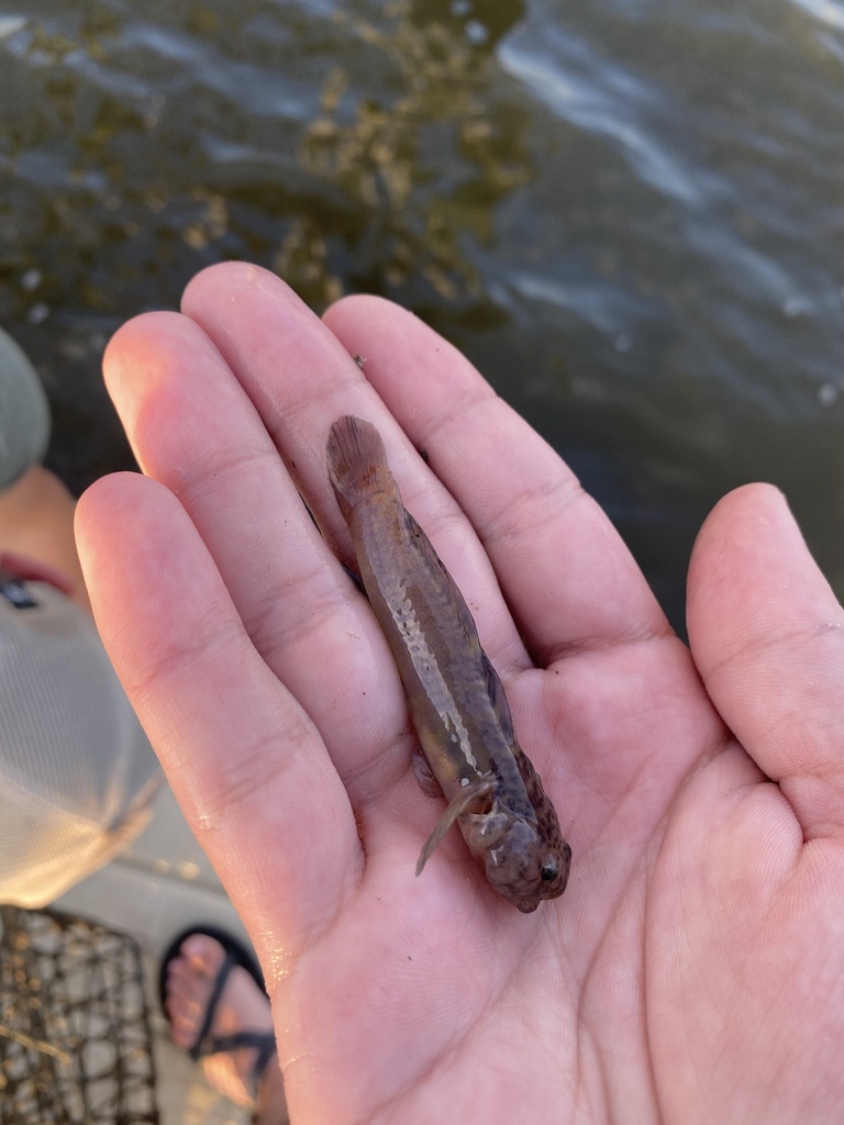 Naked Goby From Mississippi Sound Ocean Springs MS US On May 19