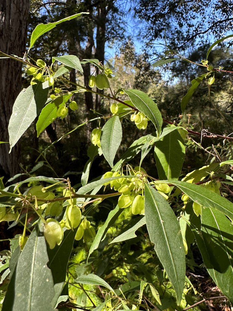 Common Hop Bush From Kgari Fraser Island Recreation Area Eurong